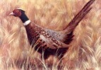 Pheasant, N. Dansie  1997, oil on canvas, private collection