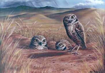 Burrowing Owls by Nevada Dansie  1996, private collection